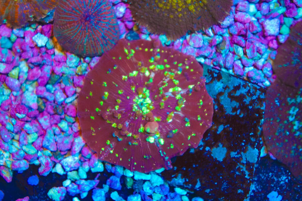 Frag Box Corals