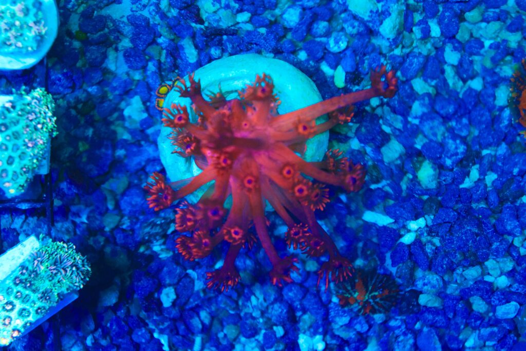Frag Box Corals