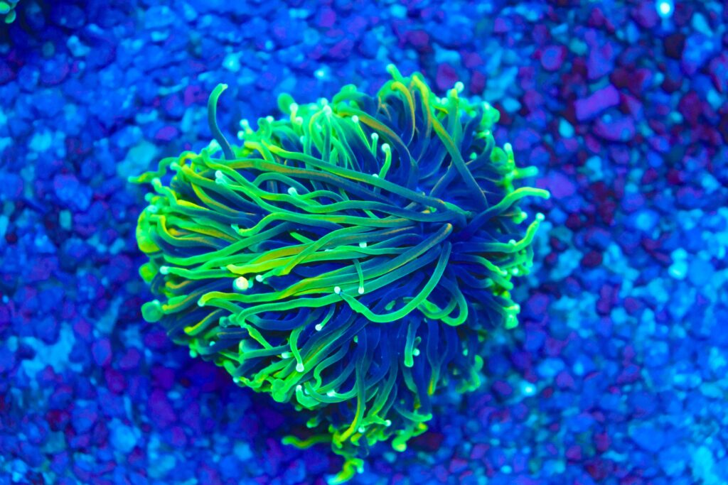 Frag Box Corals