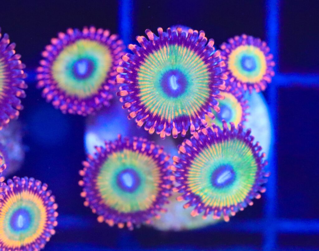 Frag Box Corals