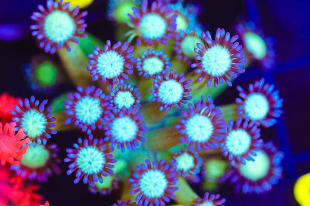 Frag Box Corals