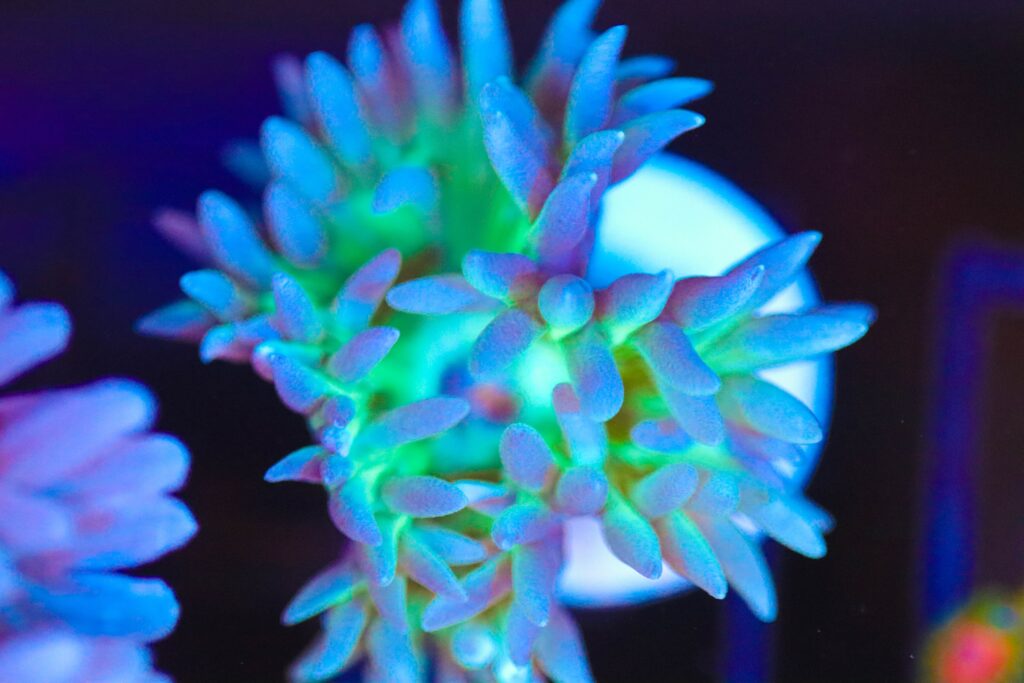Frag Box Corals