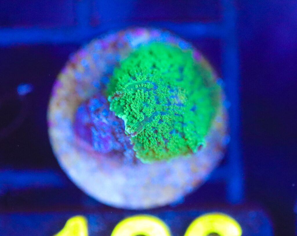 Frag Box Corals