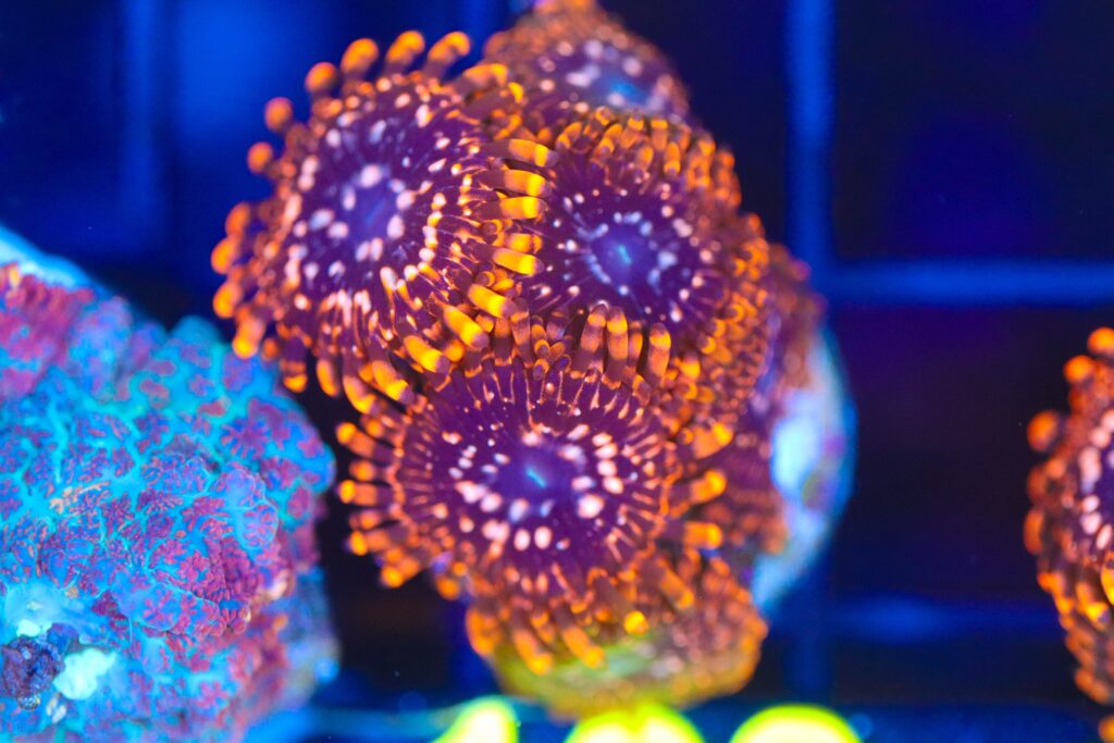 Frag Box Corals