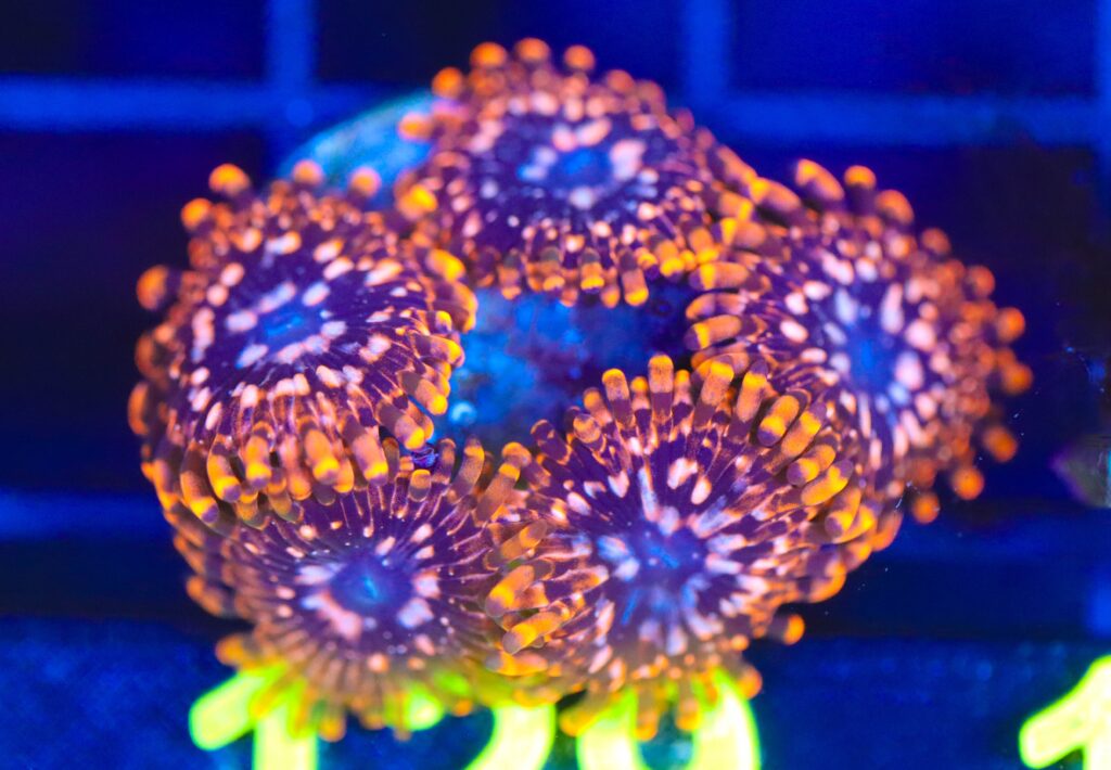 Frag Box Corals