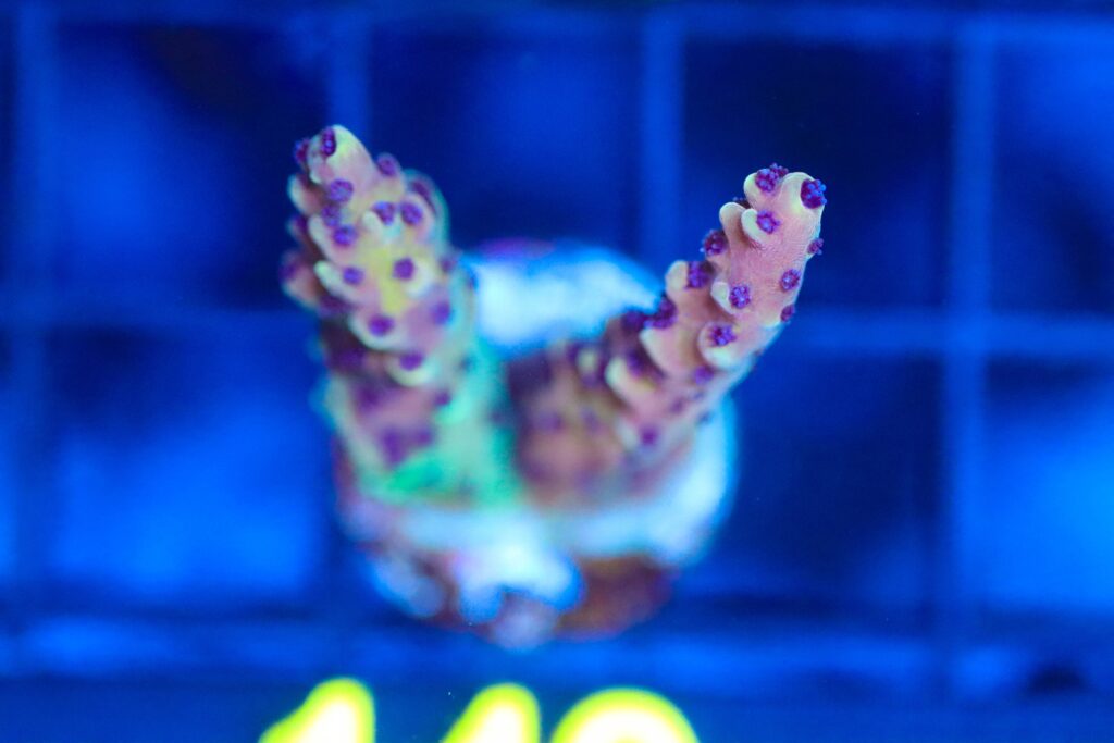 Frag Box Corals