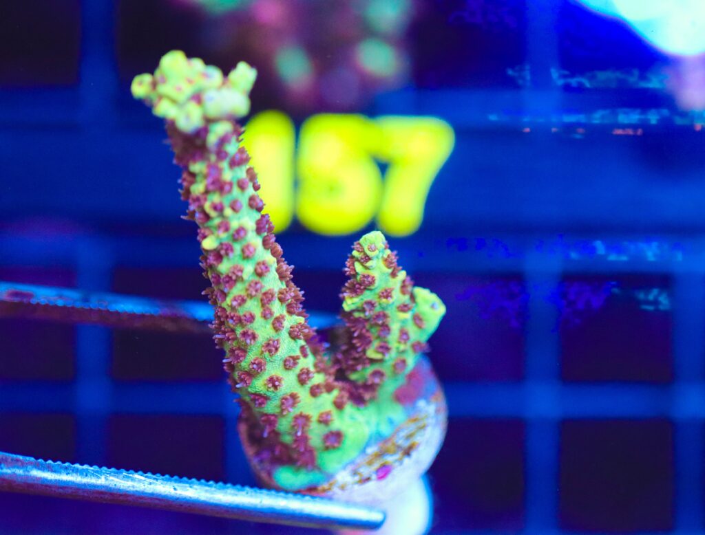 Frag Box Corals