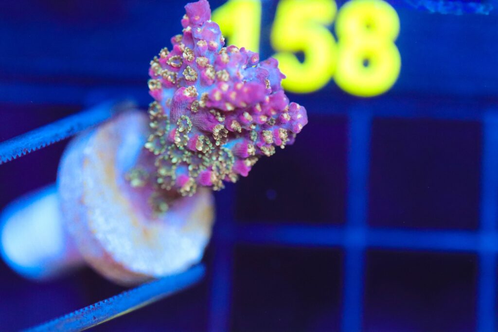 Frag Box Corals