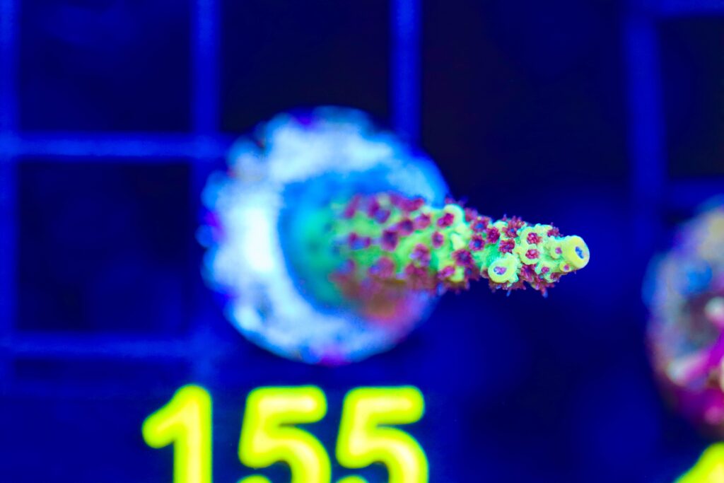 Frag Box Corals