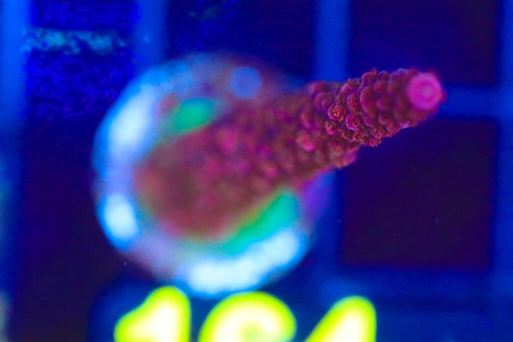 Frag Box Corals