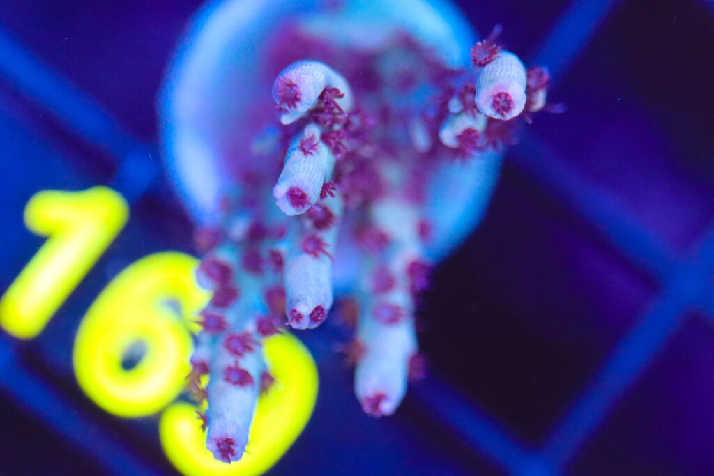 Frag Box Corals