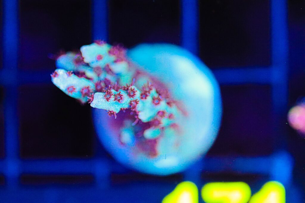 Frag Box Corals