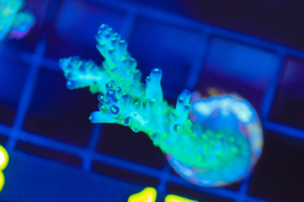 Frag Box Corals