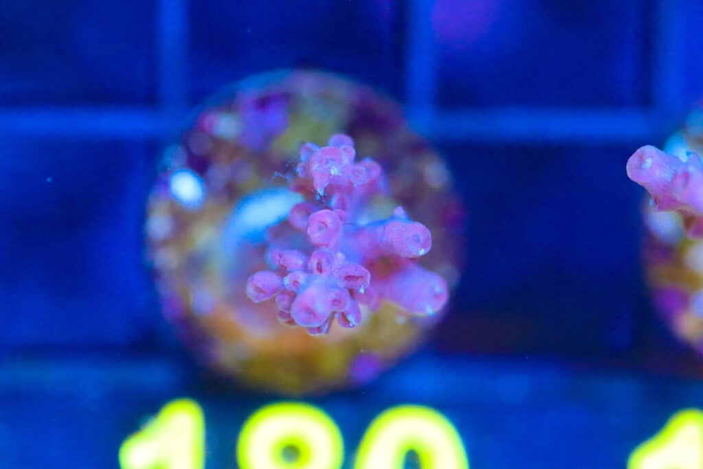 Frag Box Corals