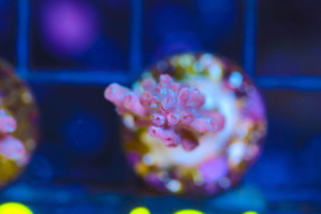 Frag Box Corals