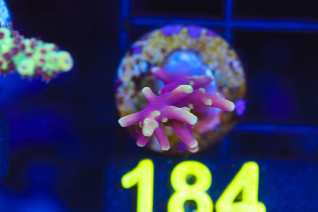 Frag Box Corals