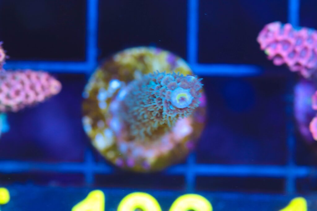Frag Box Corals