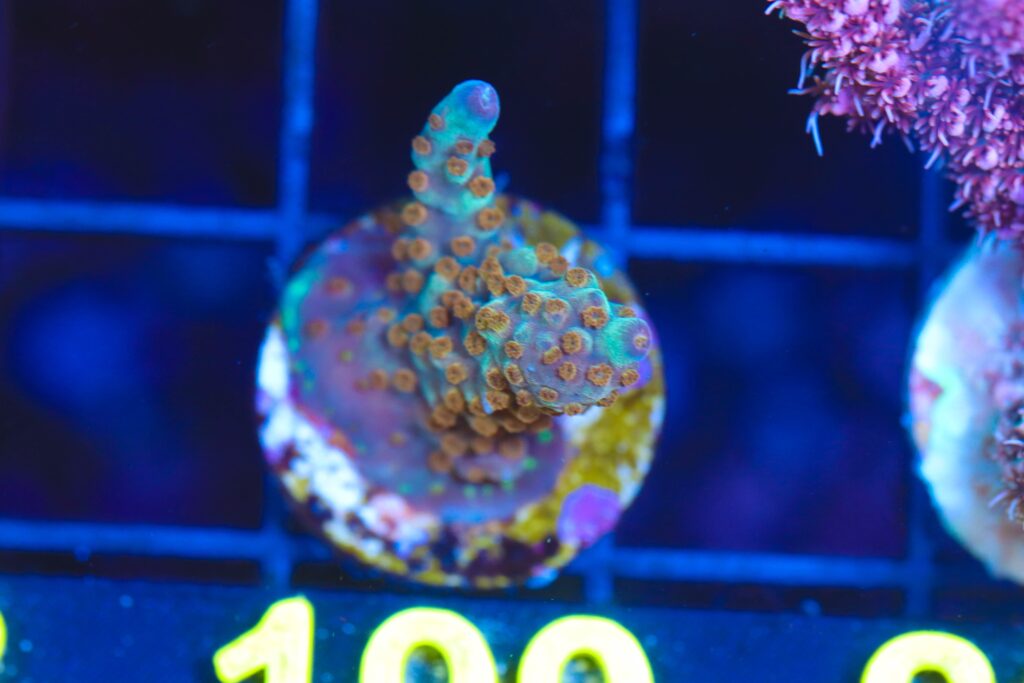 Frag Box Corals
