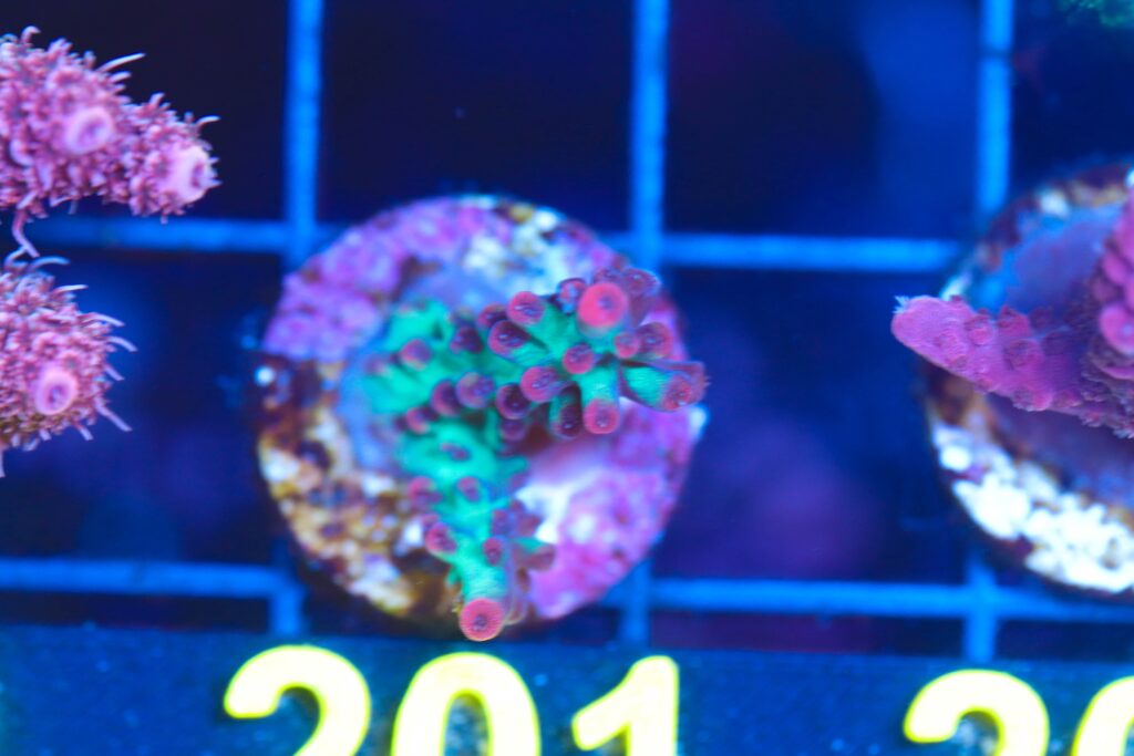 Frag Box Corals