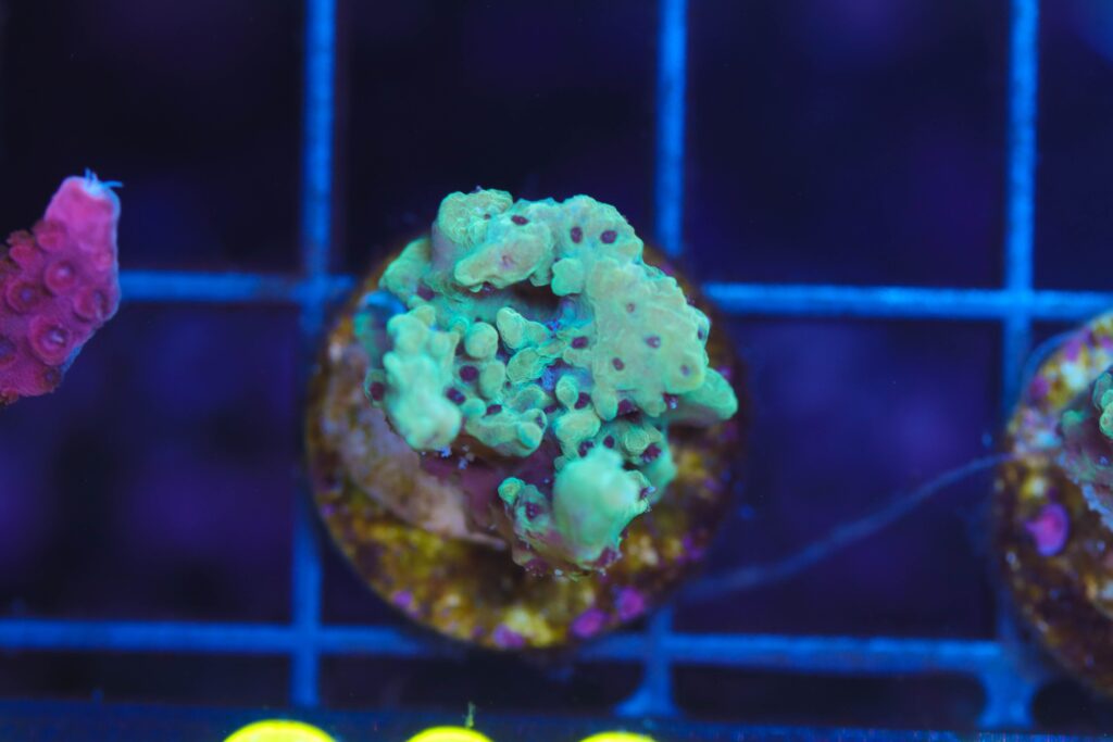 Frag Box Corals