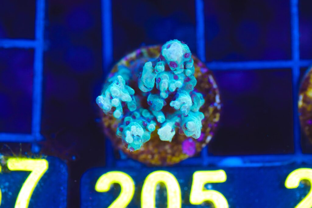 Frag Box Corals