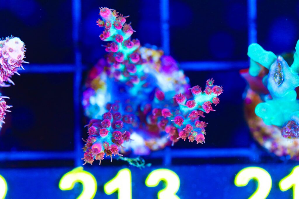 Frag Box Corals