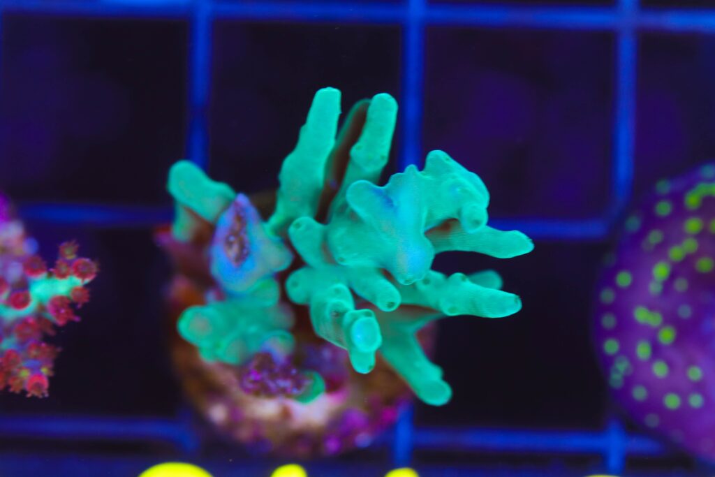 Frag Box Corals