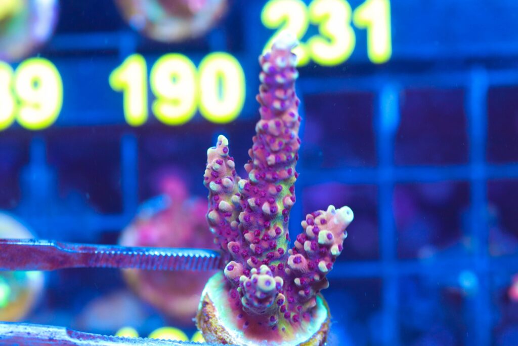 Frag Box Corals