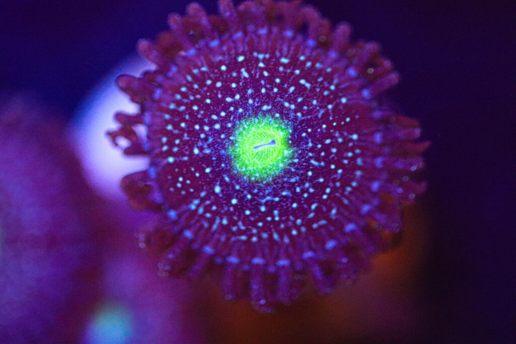 Frag Box Corals