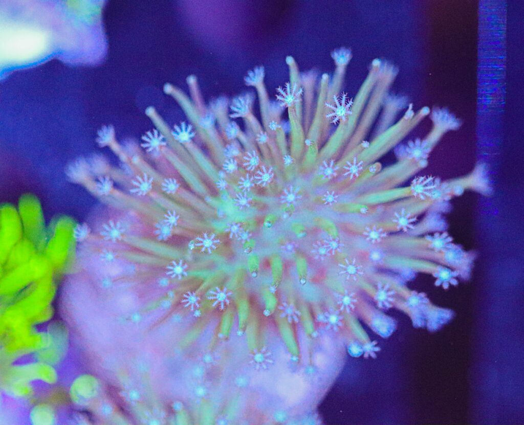 Frag Box Corals