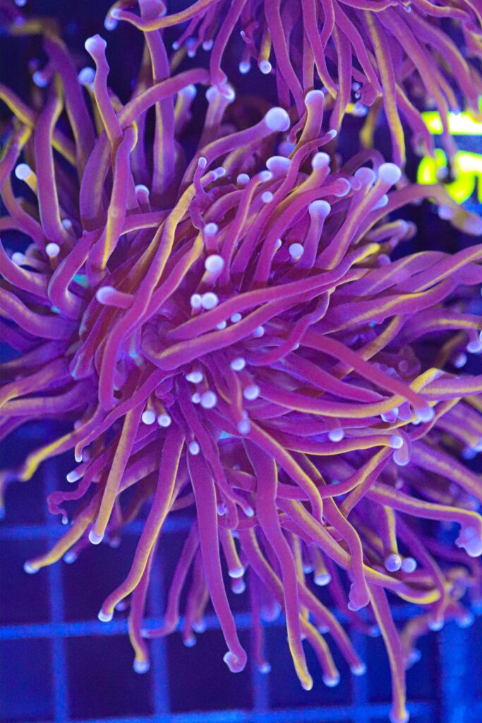 Frag Box Corals