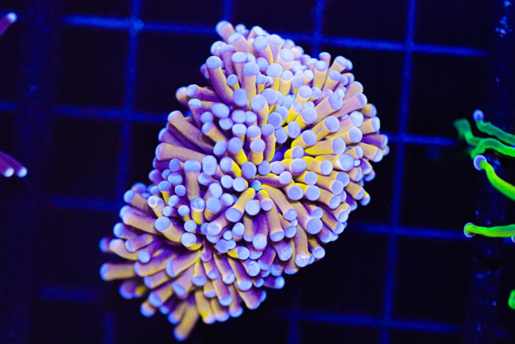Frag Box Corals