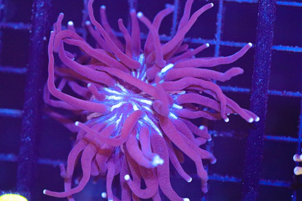 Frag Box Corals