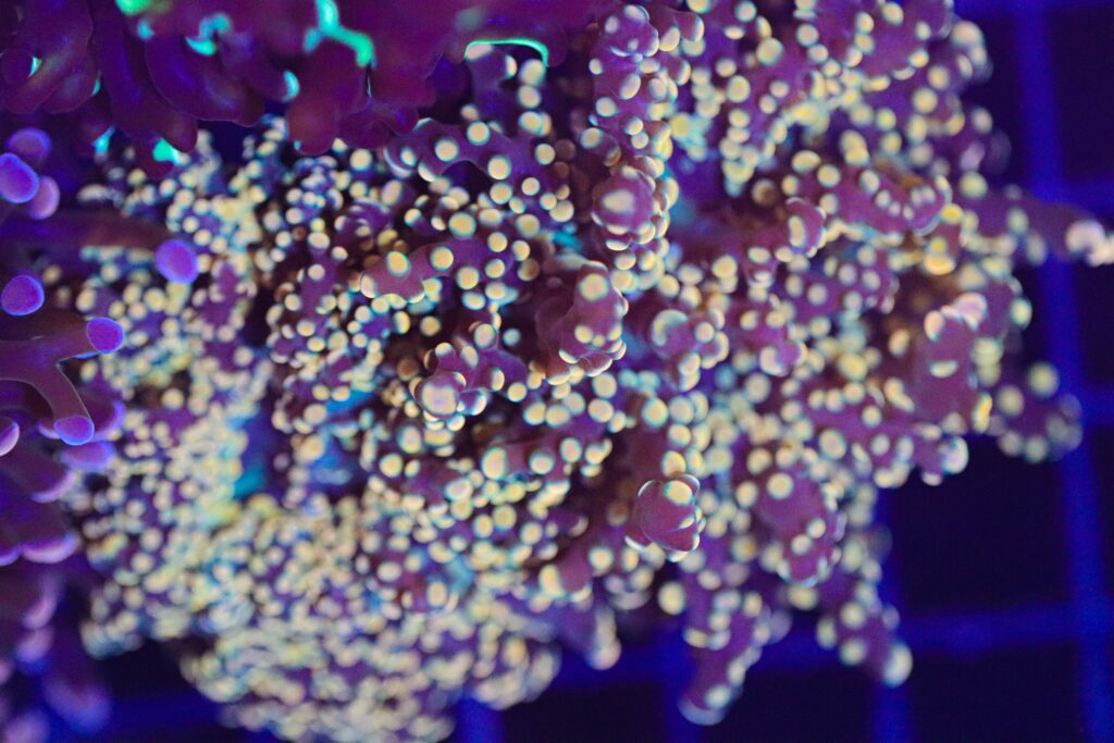 Frag Box Corals
