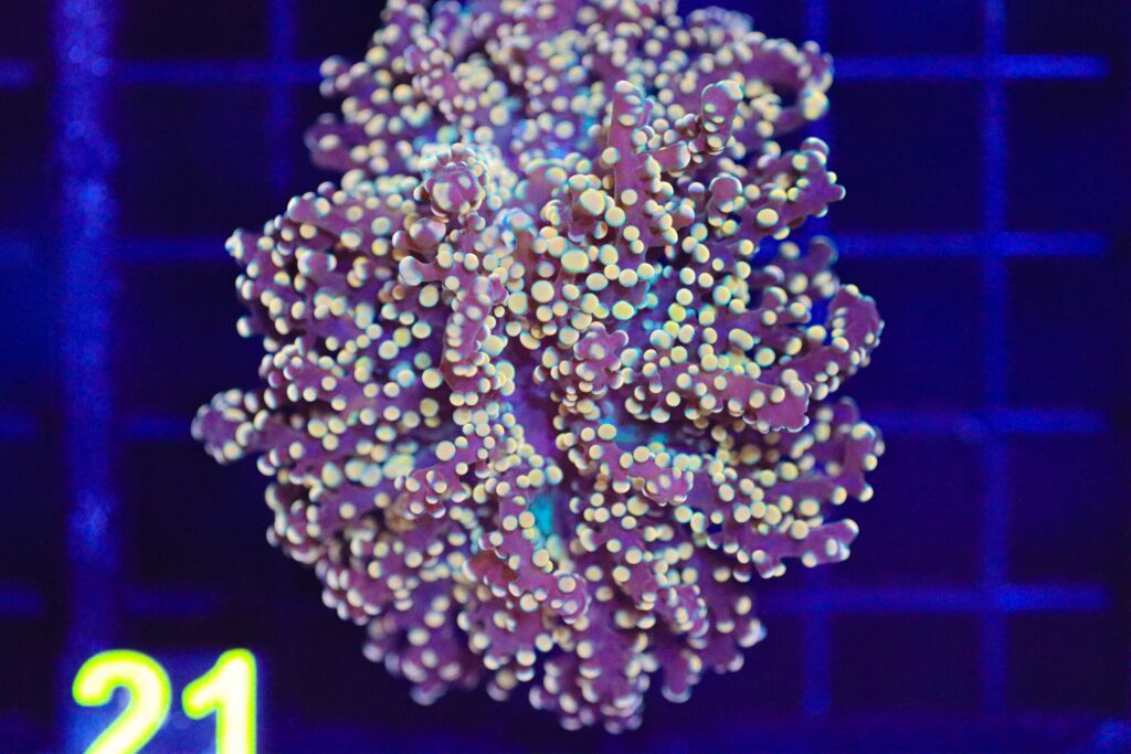 Frag Box Corals