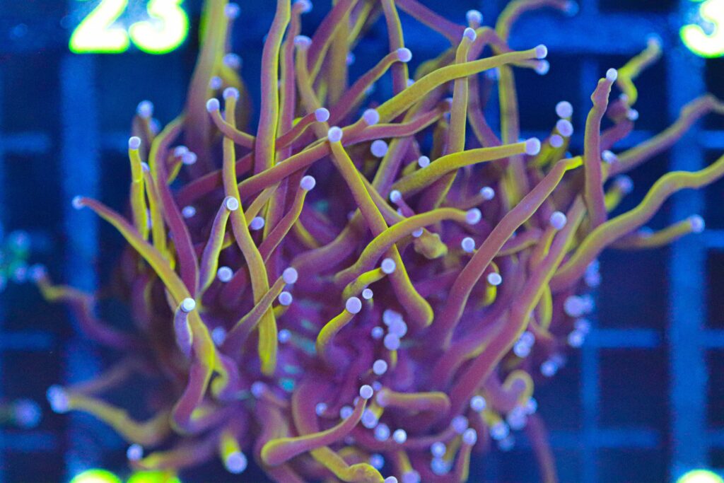 Frag Box Corals