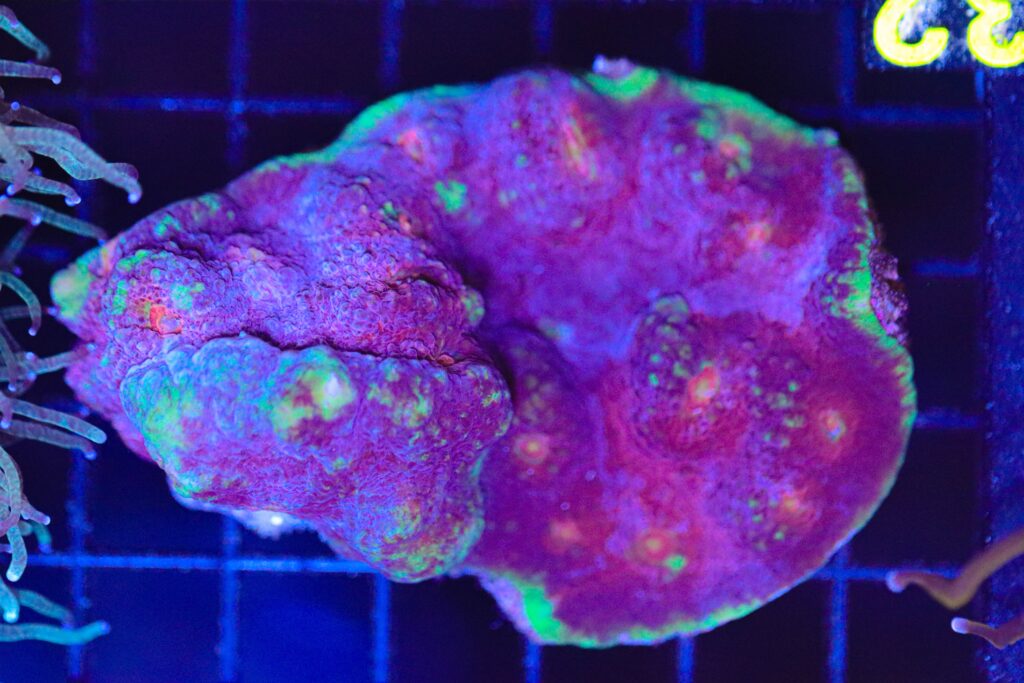 Frag Box Corals