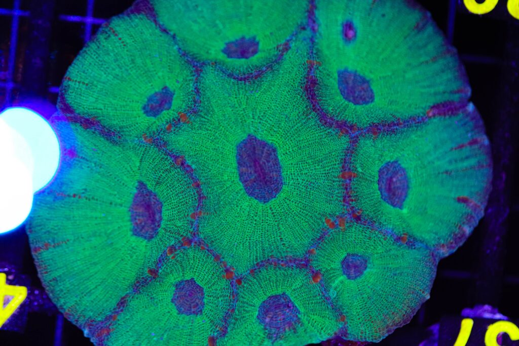 Frag Box Corals