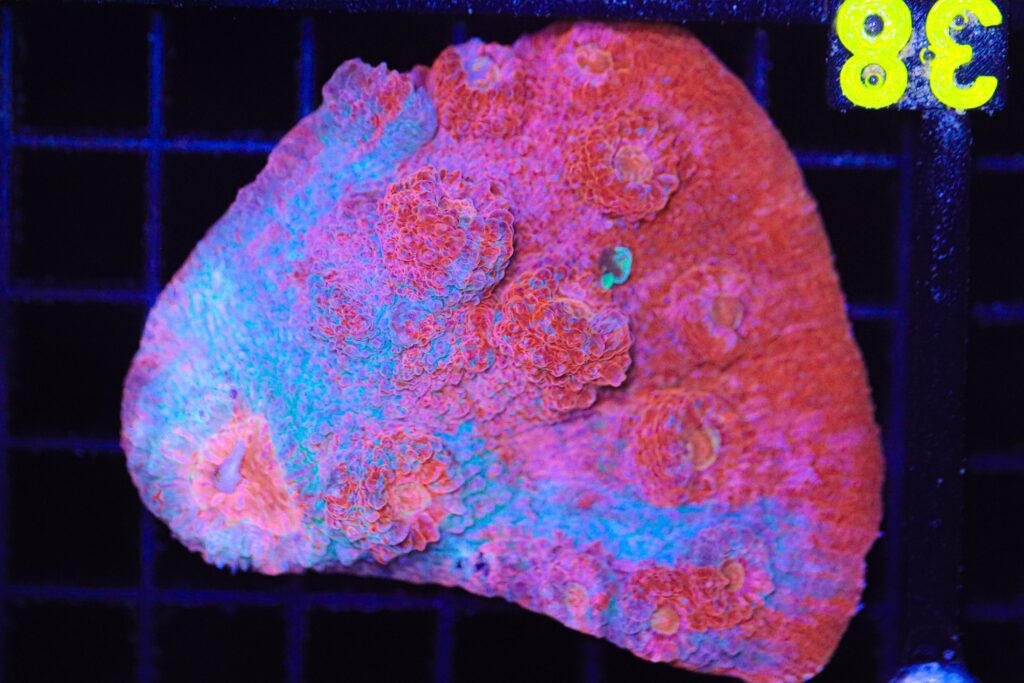 Frag Box Corals