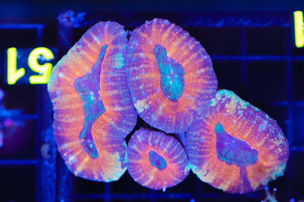 Frag Box Corals