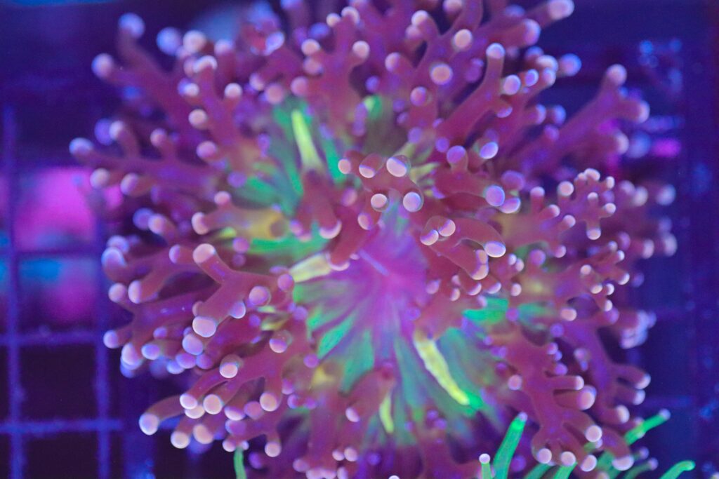 Frag Box Corals
