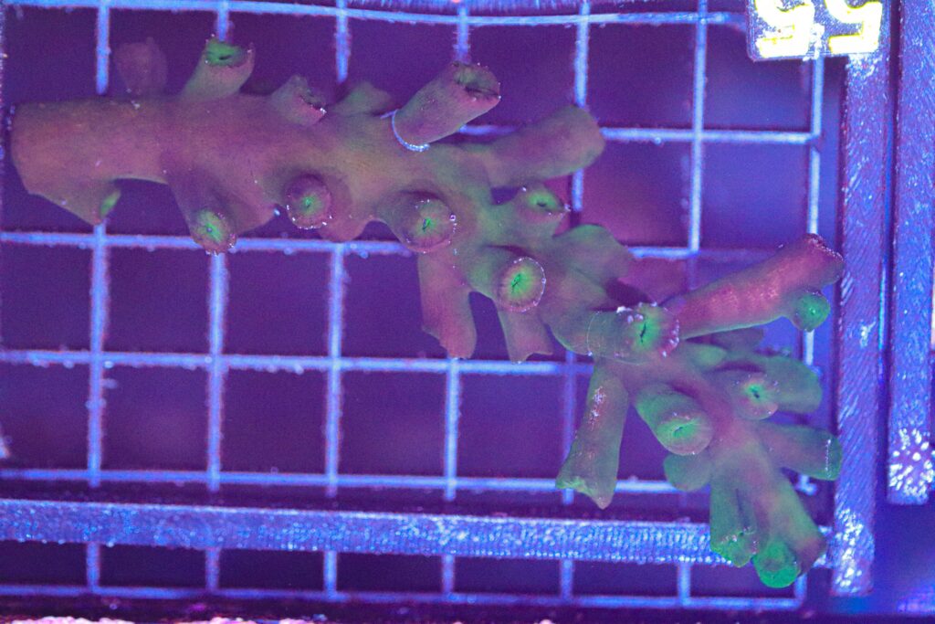 Frag Box Corals