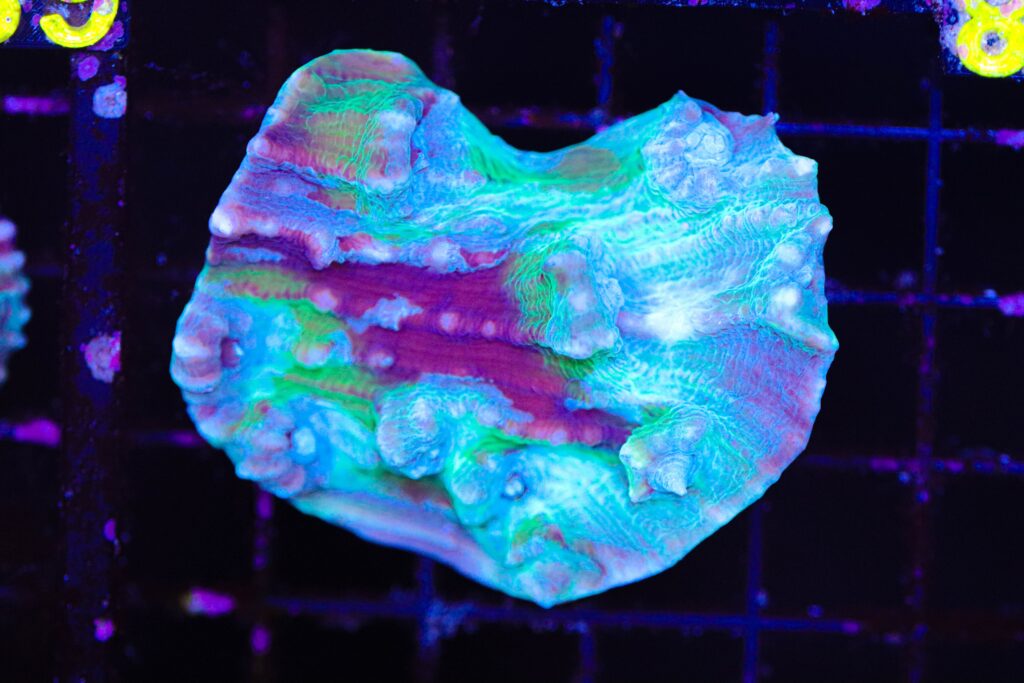 Frag Box Corals