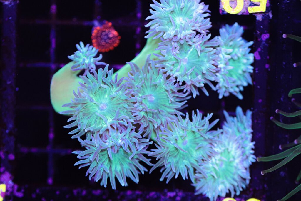 Frag Box Corals