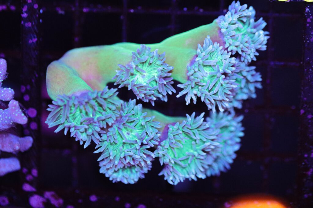 Frag Box Corals