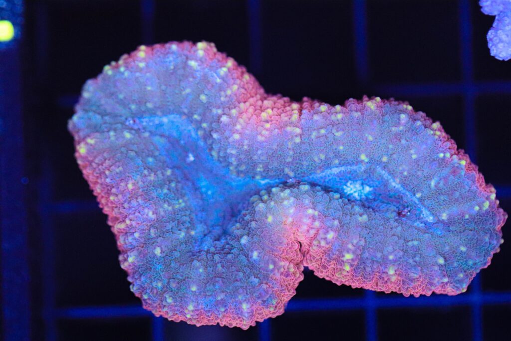 Frag Box Corals