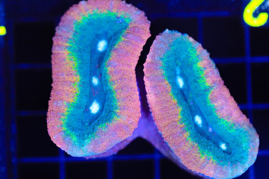 Frag Box Corals