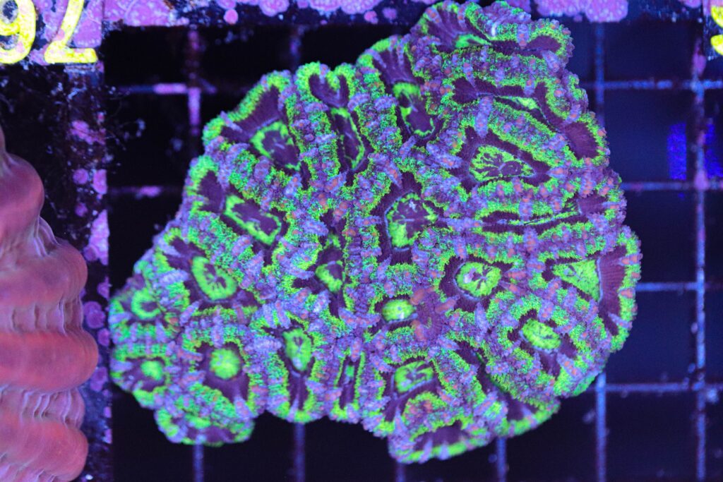Frag Box Corals