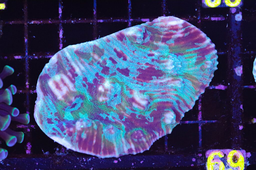 Frag Box Corals