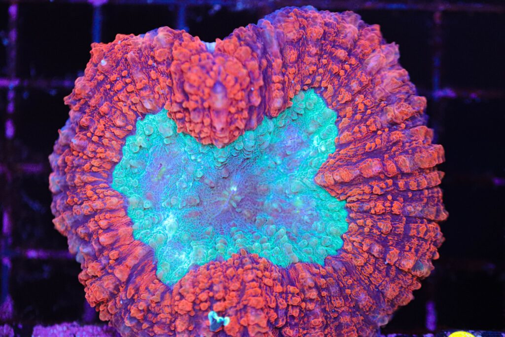Frag Box Corals